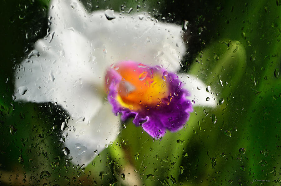 Flower Photograph - Rainy Day Orchid - Botanical Art By Sharon Cummings by Sharon Cummings