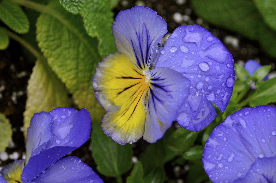 Rainy Day Pansy Photograph by Cathy Mahnke
