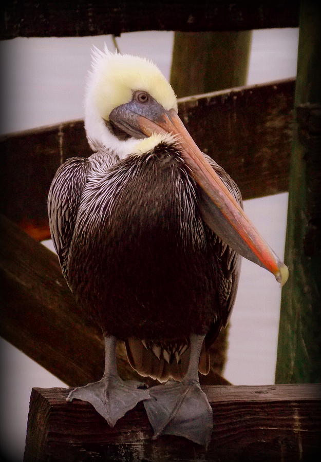 Rainy Day Pelican Photograph by Sheri McLeroy