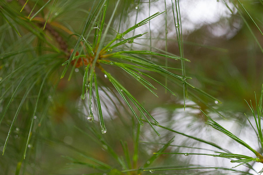 Rainy day pines Photograph by Haren Images- Kriss Haren