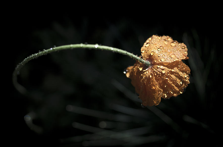 Poppy Photograph - Rainy Day Poppy by Priya Ghose