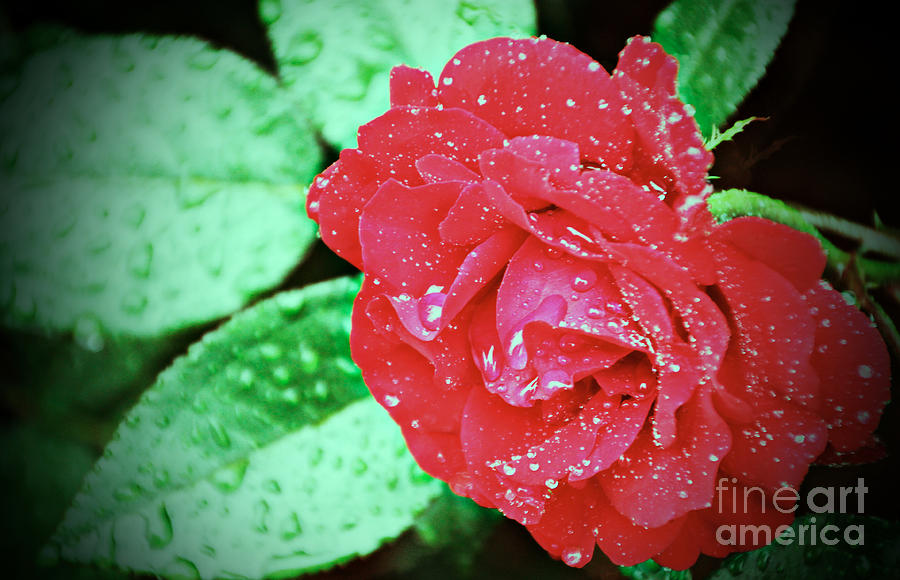 Rainy Day Rose Photograph by Elizabeth Winter