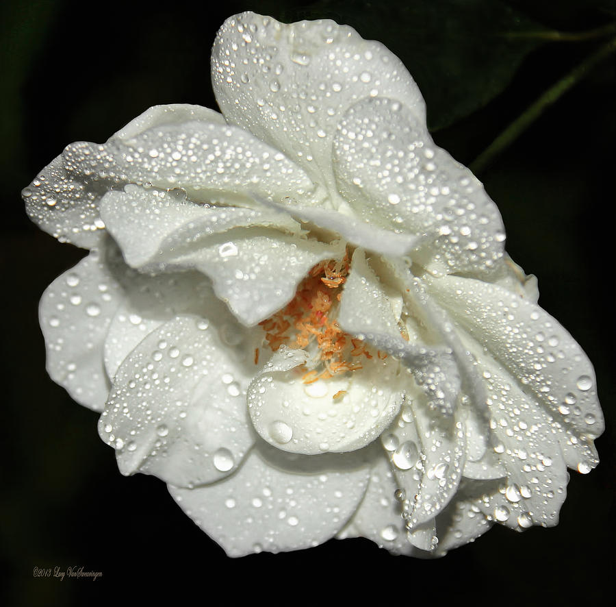 Rainy Day Rose Photograph by Lucy VanSwearingen