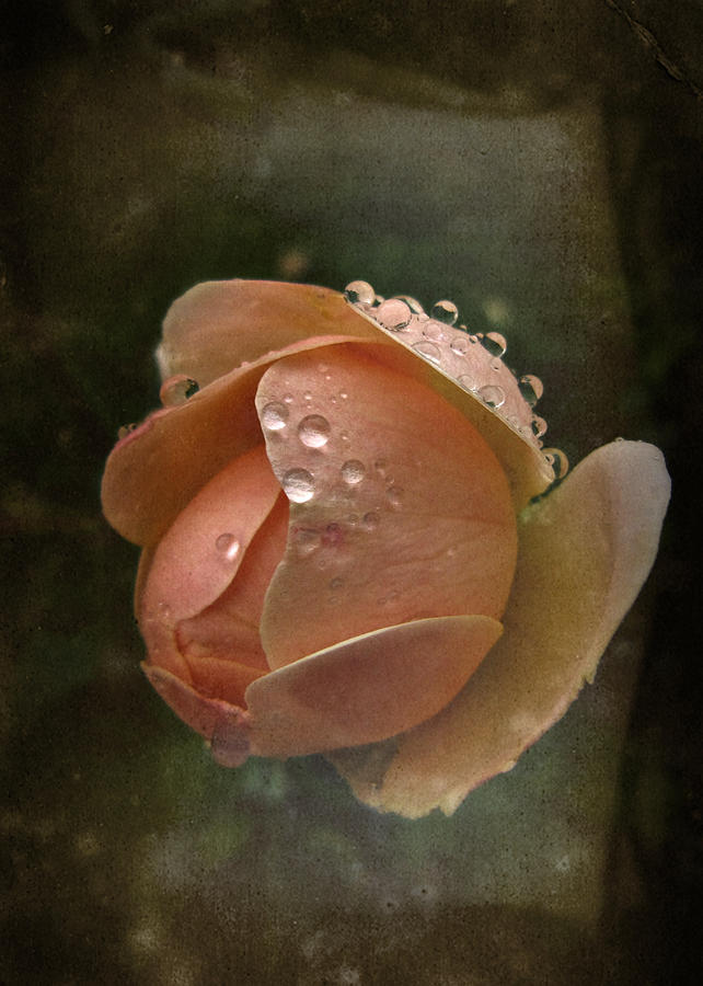 Rainy Day Rose Photograph by Richard Cummings