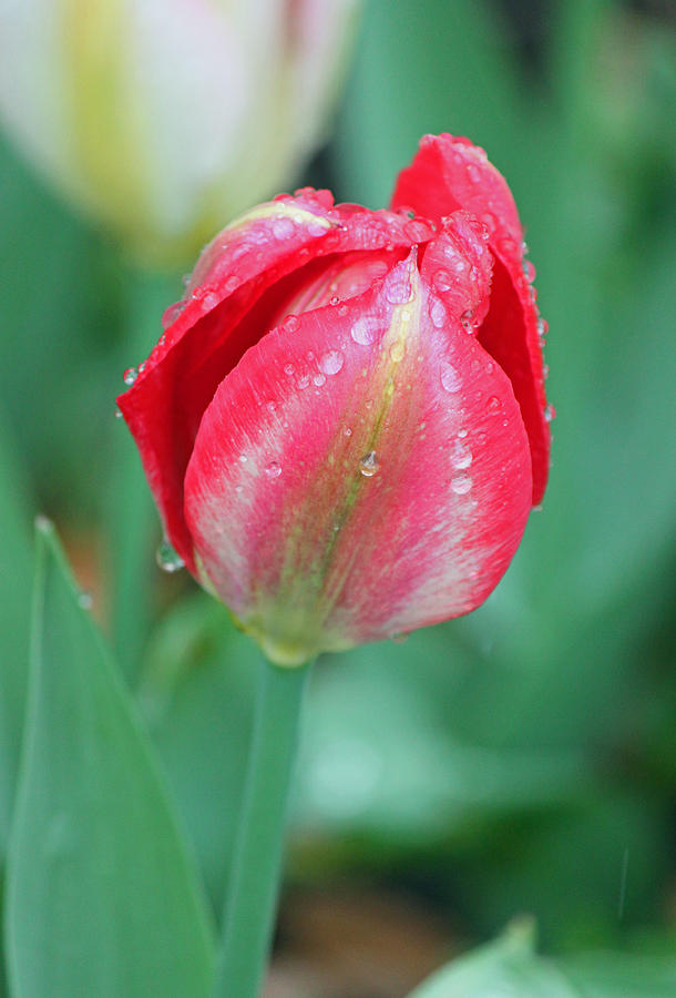 Nature Photograph - Rainy Day Series - Deep Pink and White Tulip by Suzanne Gaff