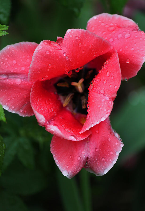 Spring Photograph - Rainy Day Series - Deep Pink Tulip  by Suzanne Gaff