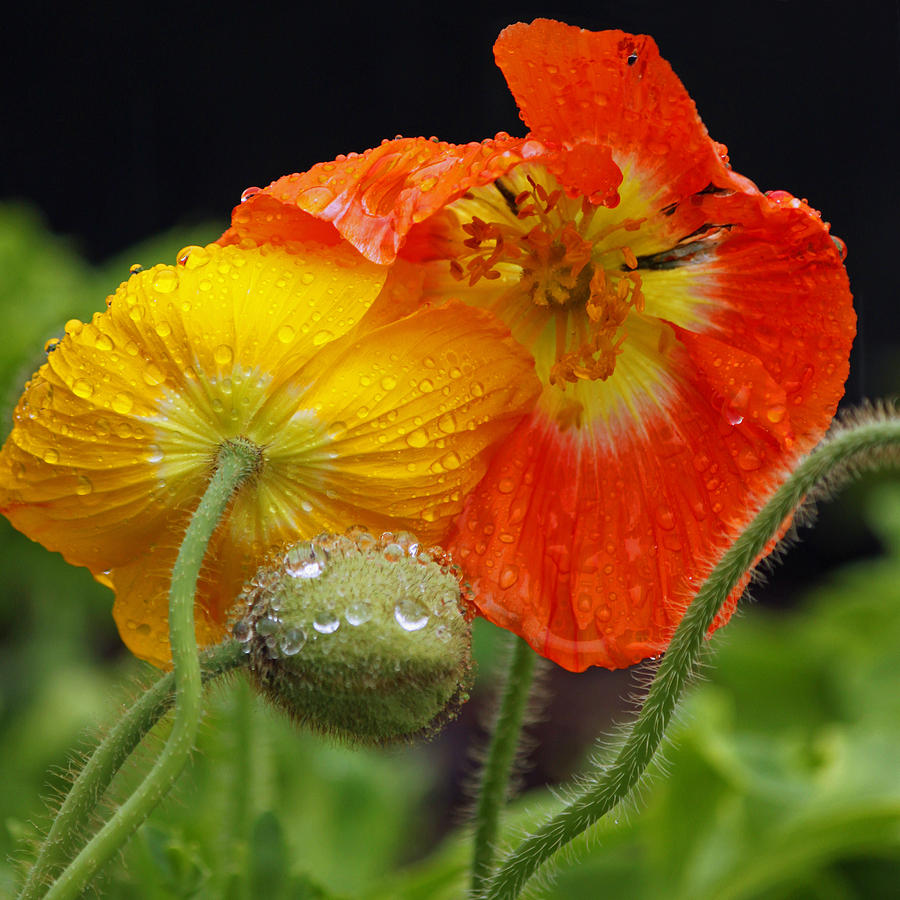 Rainy Day Series - Orange and Yellow Poppies Photograph by Suzanne Gaff
