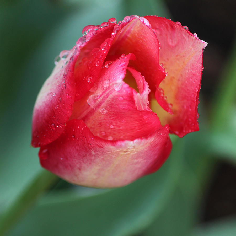 Spring Photograph - Rainy Day Series - Pink and Yellow Tulip by Suzanne Gaff