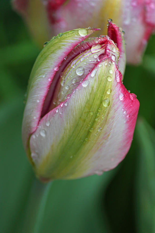 Rainy Day Series - Pink Green and White Tulip Photograph by Suzanne Gaff