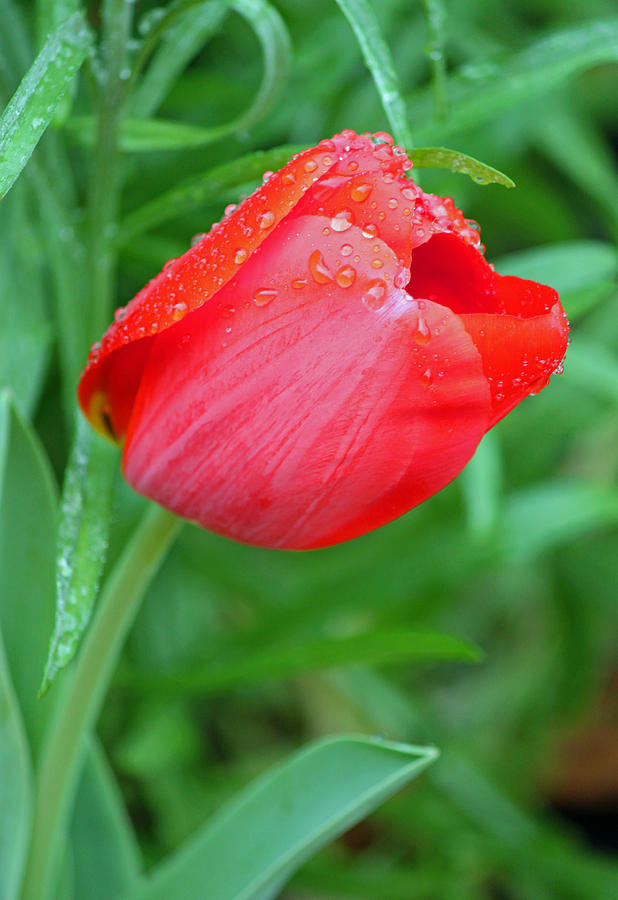 Nature Photograph - Rainy Day Series - Red Tulip by Suzanne Gaff