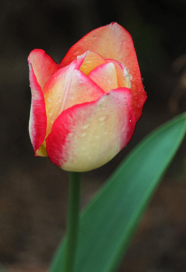 Nature Photograph - Rainy Day Series - Red Yellow and White Tulip by Suzanne Gaff