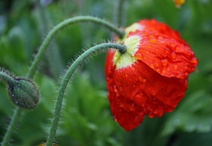 Rainy Day Series - Two Red Poppies Photograph by Suzanne Gaff