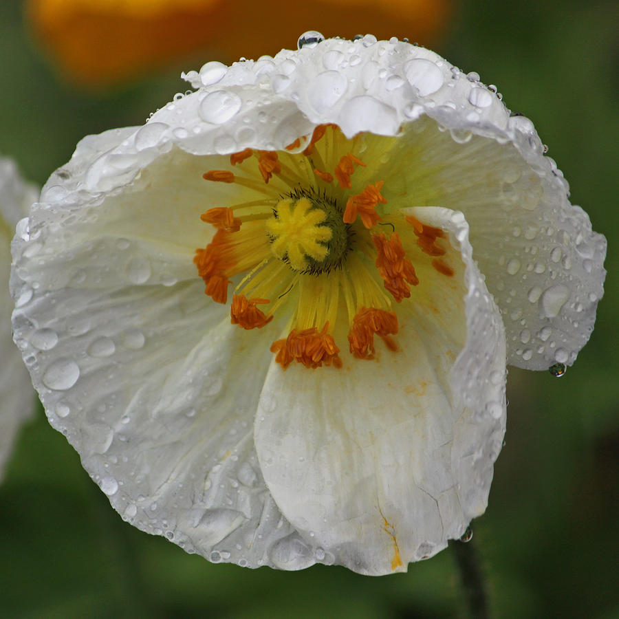 Rainy Day Series - White Poppy II Photograph