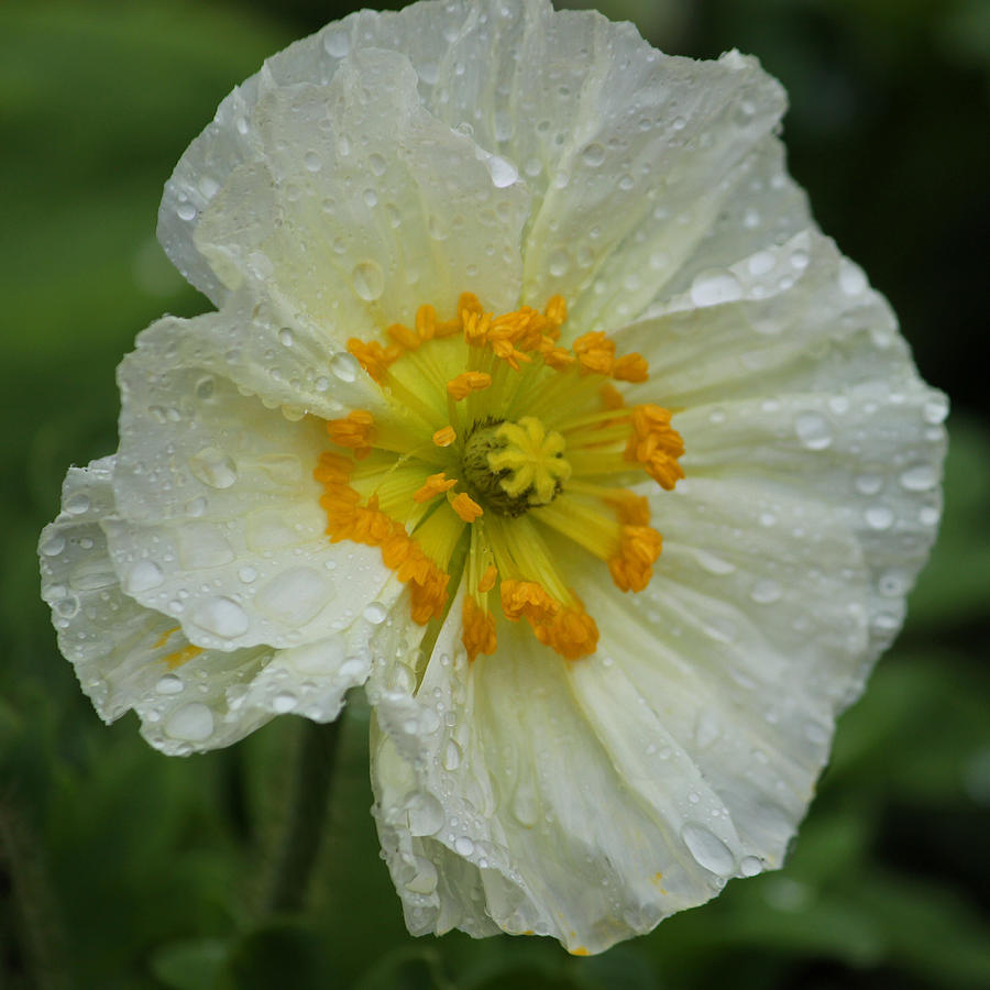 Rainy Day Series - White Poppy Photograph by Suzanne Gaff