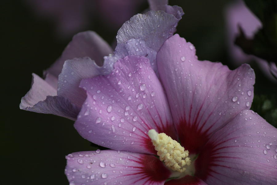 Flower Photograph - Rainy Day Sharon by Jennifer E Doll