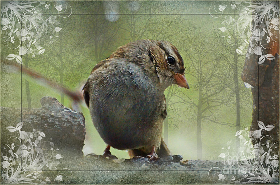 Rainy Day Sparrow III Photograph by Debbie Portwood
