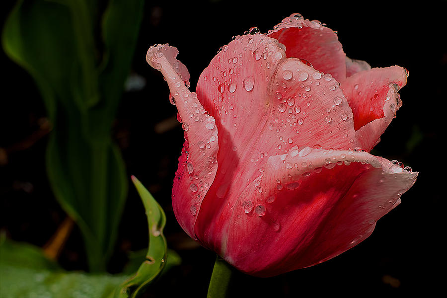 Rainy day tulip Photograph by Berkehaus Photography - Fine Art America