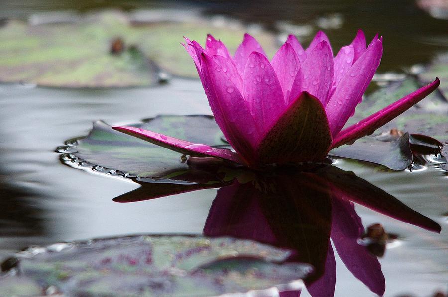 Rainy Day Water Lily Reflections 6 Photograph