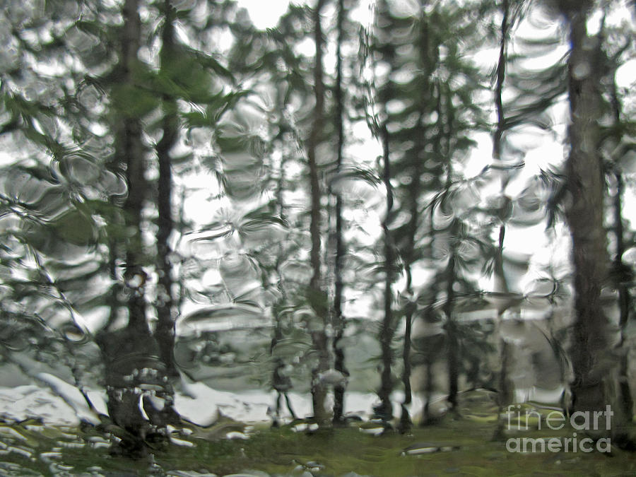 Tree Photograph - Rainy Days and Mondays by Inge Riis McDonald