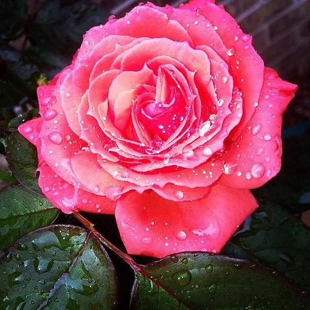 Rose Photograph - Rainy Days Can Still Be Beautiful by Lauren C