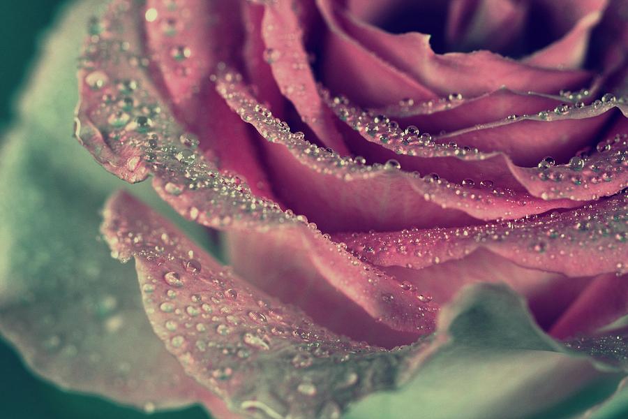 Rainy Days of Rose Photograph by The Art Of Marilyn Ridoutt-Greene