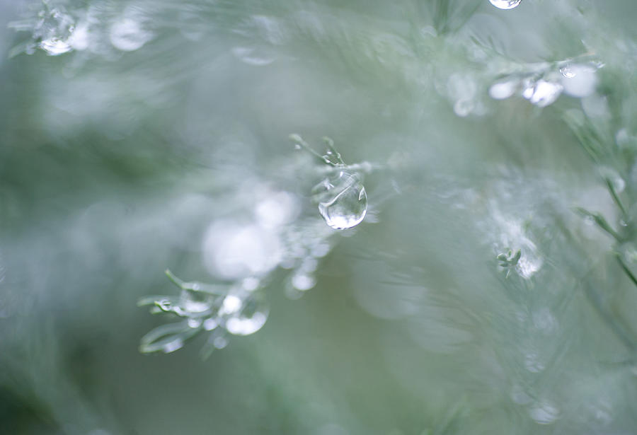 Rainy Drops Photograph by Jenny Rainbow