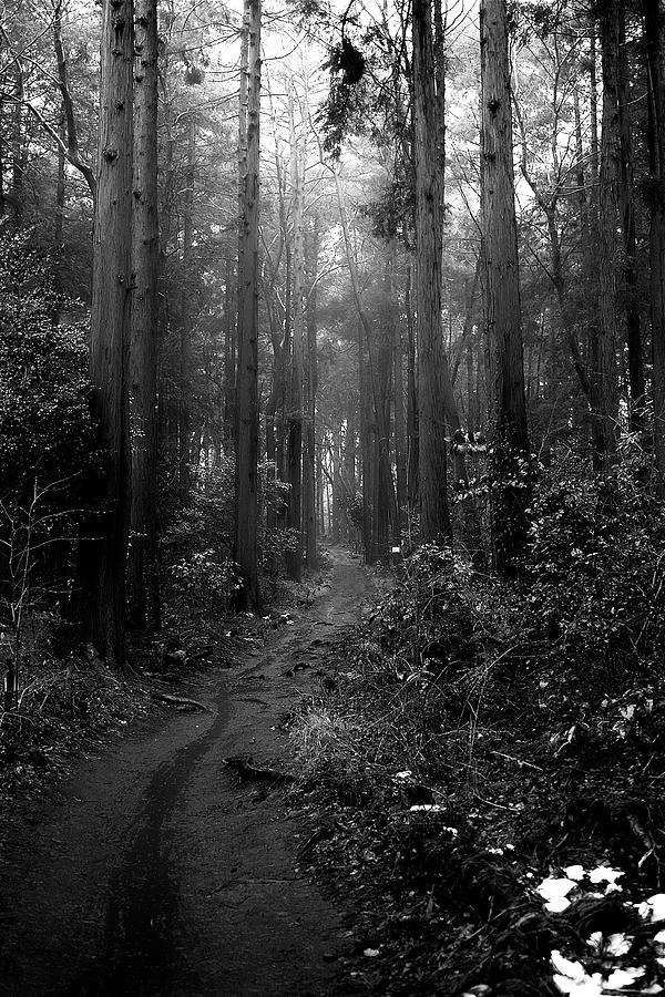 Rainy Forest Photograph by By U2penguin - Fine Art America