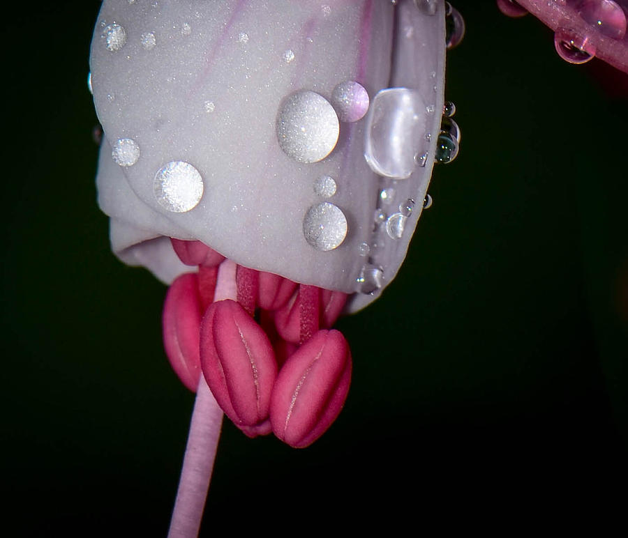 Rainy Fuchsia Photograph by Amy Porter