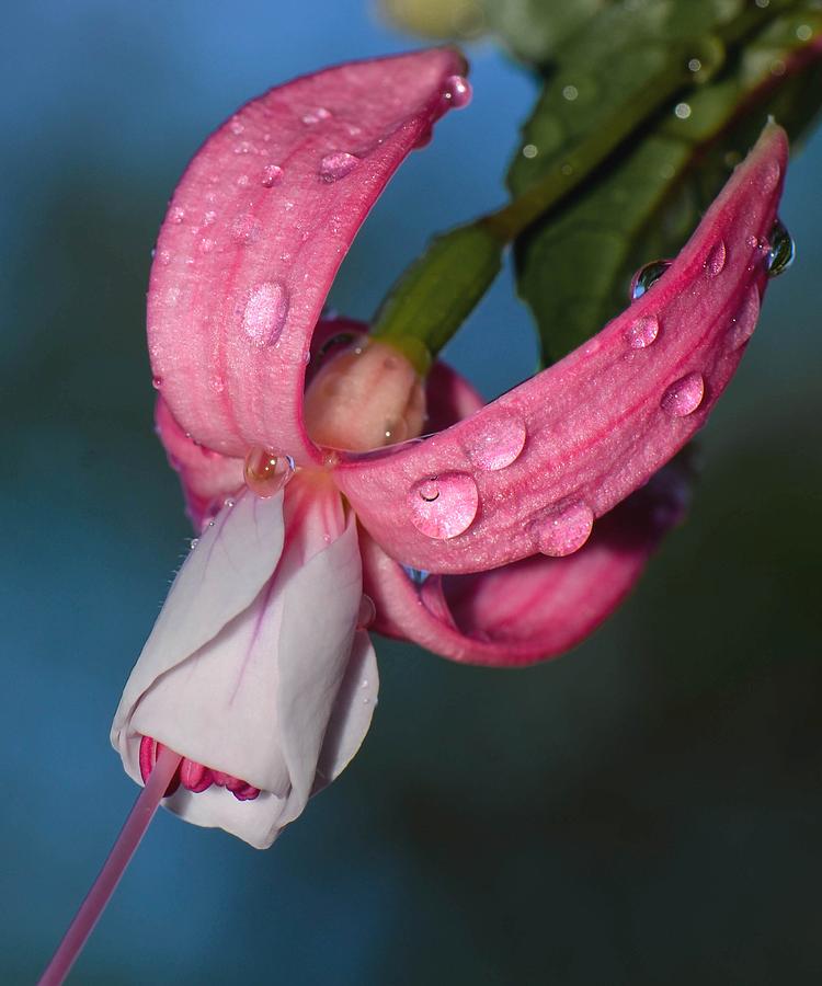 Rainy Macro Fuchsia Photograph by Amy Porter