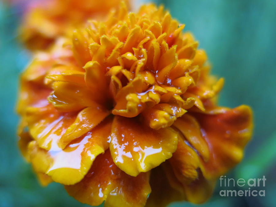 Rainy Marigolds Photograph by HEVi FineArt