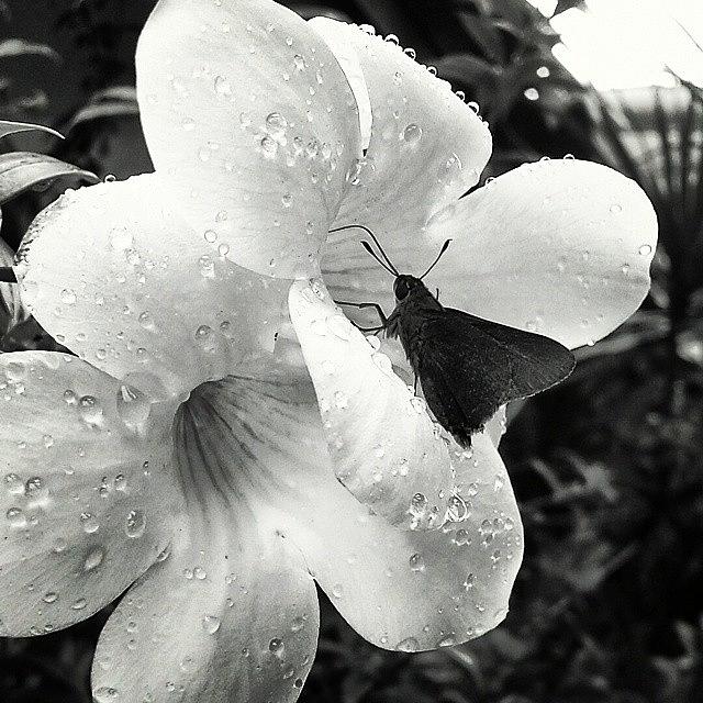 Flower Photograph - Rainy Miami Days Are My Favorite by Heather Fiddler