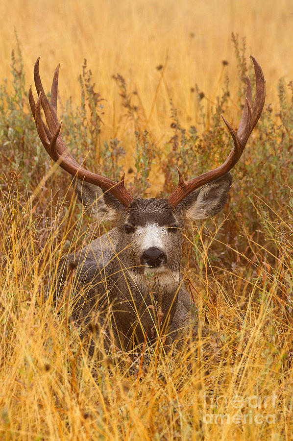 Rainy Mountain Buck Photograph by Aaron Whittemore