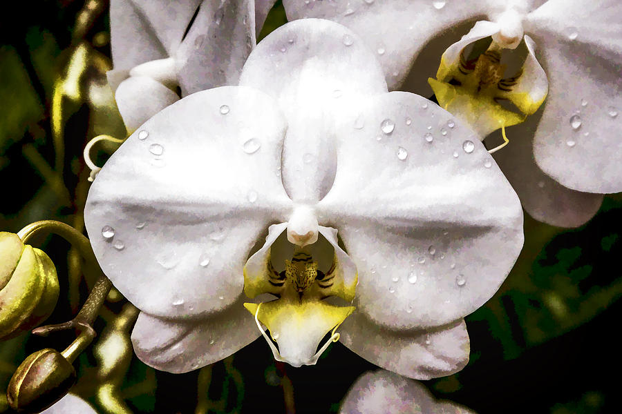 Rainy Orchid Digital Art by Photographic Art by Russel Ray Photos