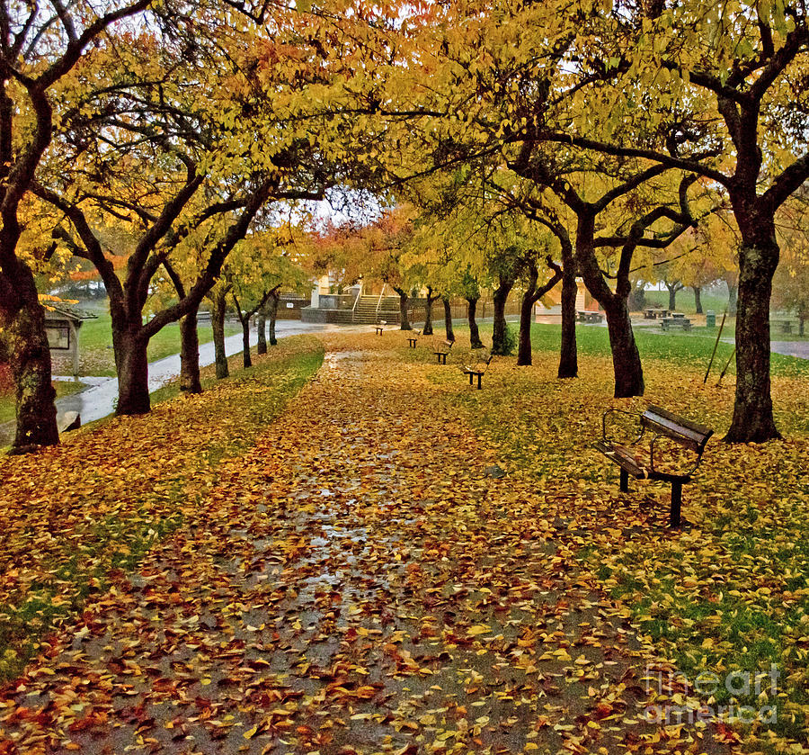 Rainy Path with Autumn Leaves Photograph by Maria Janicki