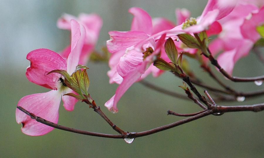 Rainy Pink Dogwood Photograph by Amy Porter