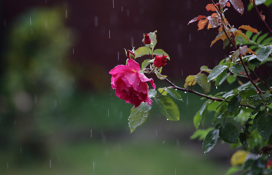 Rose Photograph - Rainy Rose by David Harding