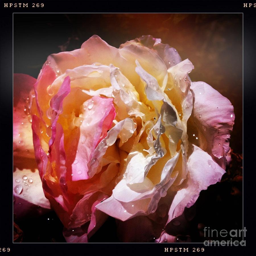 Rainy Rose Photograph by Denise Railey