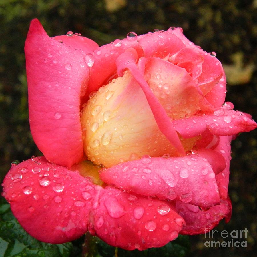 Portland Photograph - Rainy Rose by Micheal Jones