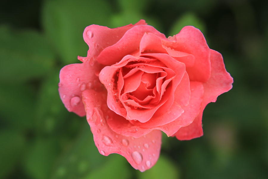 Rainy Rose Photograph