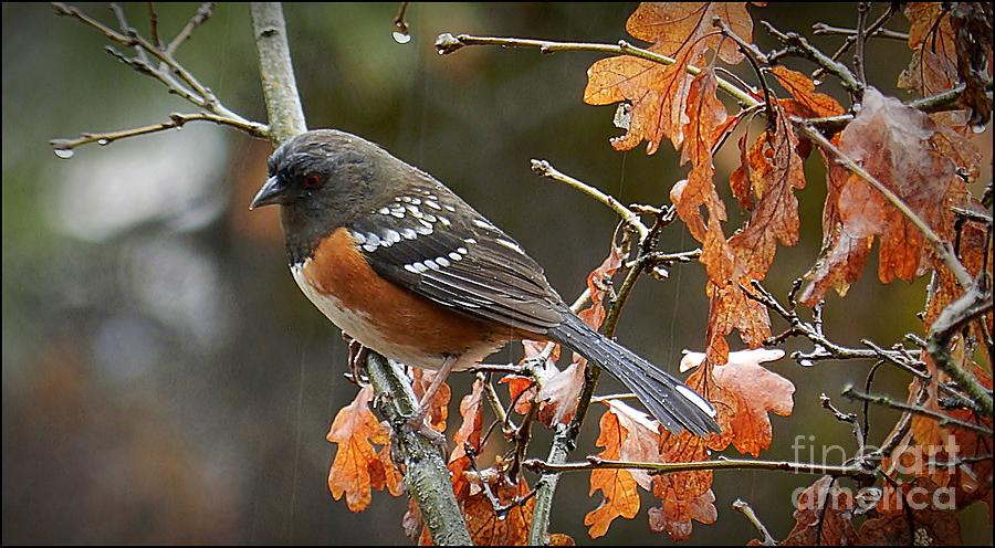 Rainy Spotted Towhee Photograph by Julia Hassett