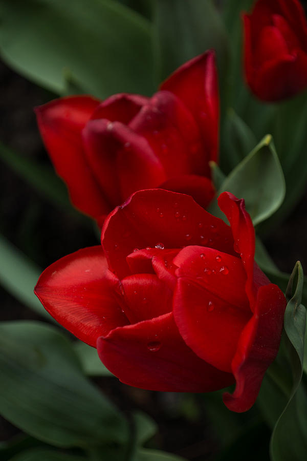 Tulip Photograph - Rainy Spring Garden with Tulips by Georgia Mizuleva