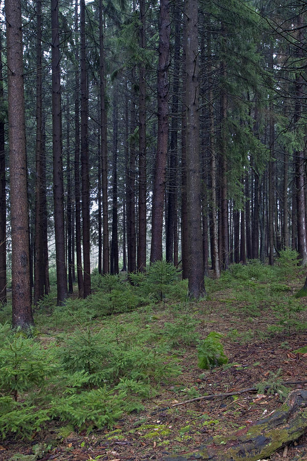 Rainy Springtime Spruce Forest Photograph by Lone Palm Studio