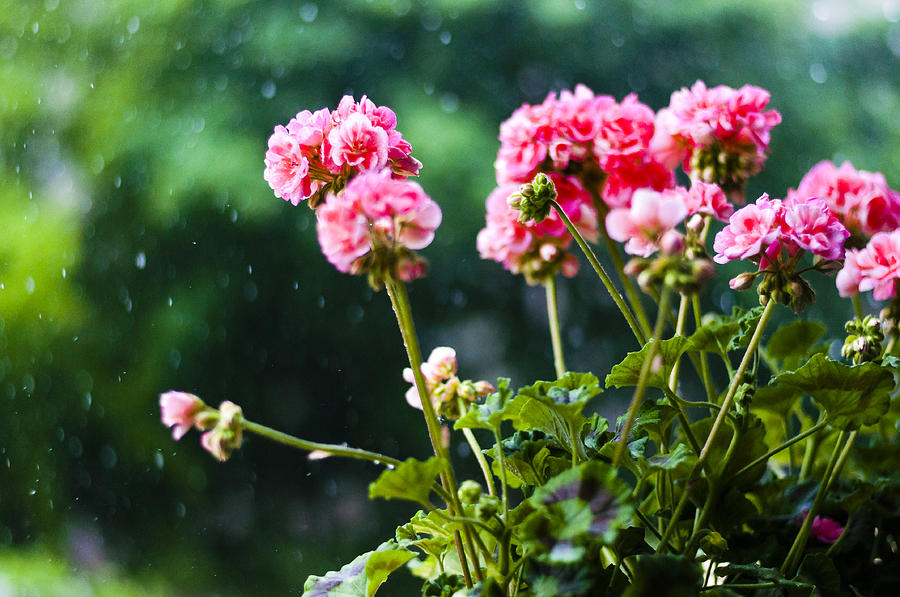 Vintage Photograph - Rainy Summer Time by Yevgeni Kacnelson