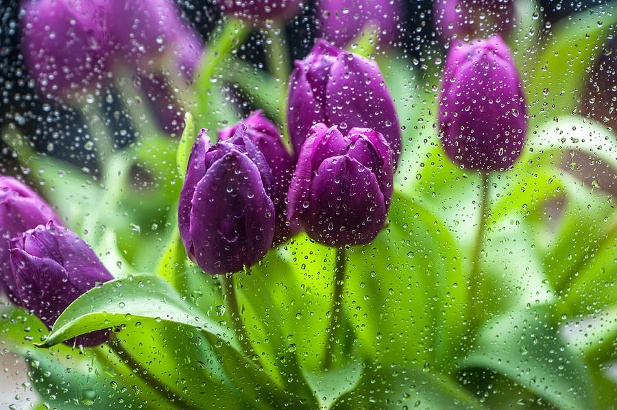 Rainy Tulips 1 Photograph by Jenny Rainbow