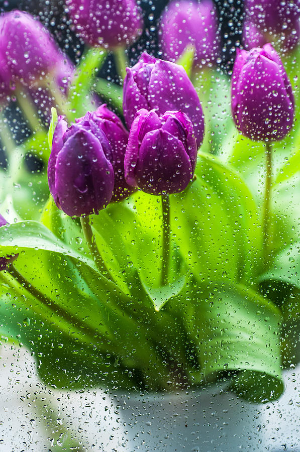 Rainy Tulips 2 Photograph by Jenny Rainbow