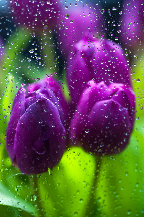 Tulip Photograph - Rainy Tulips by Jenny Rainbow