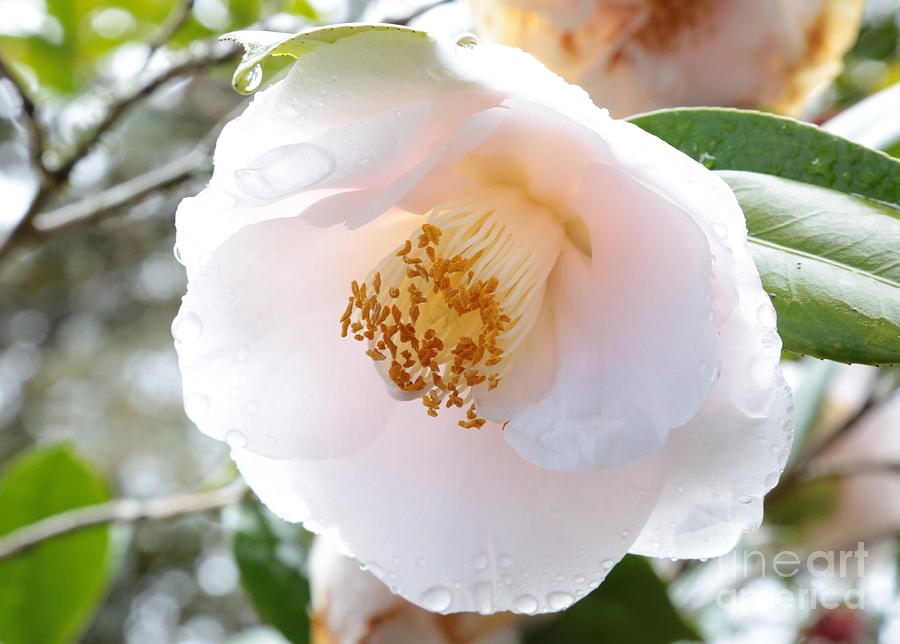 Rainy White Camellia Photograph by Carol Groenen