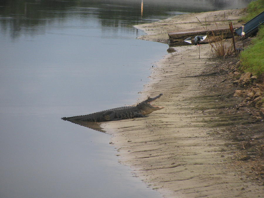 Alligator Photograph - Raising Body Temp. by Zina Stromberg