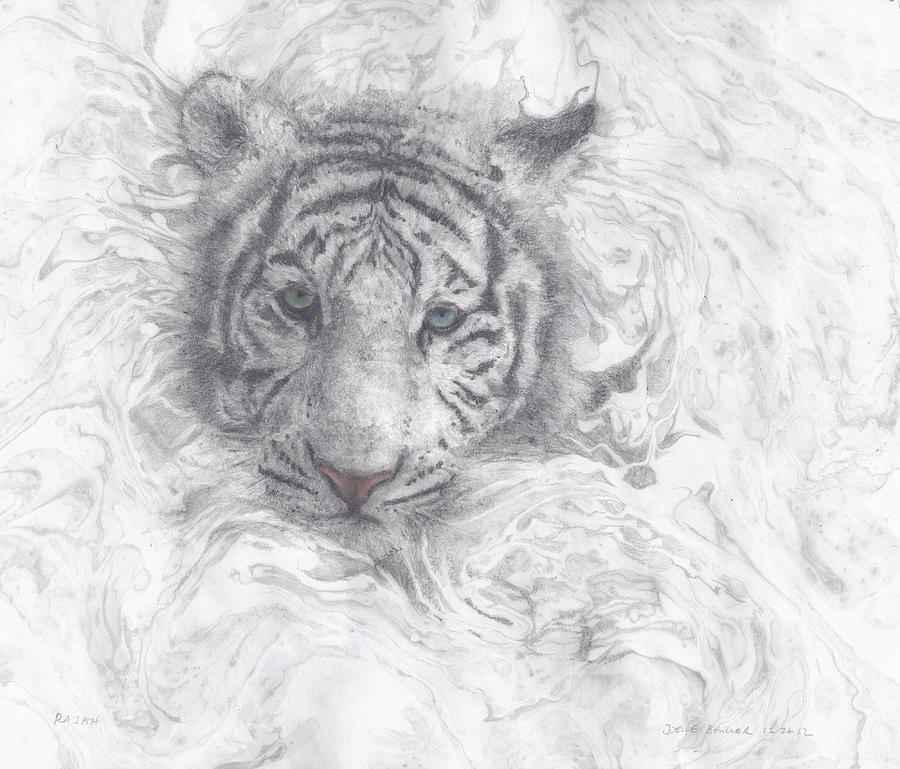 Jungle Drawing - Rajah by Joelle Bhullar