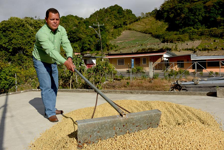 Raking in the Beans Photograph by Craig Incardone